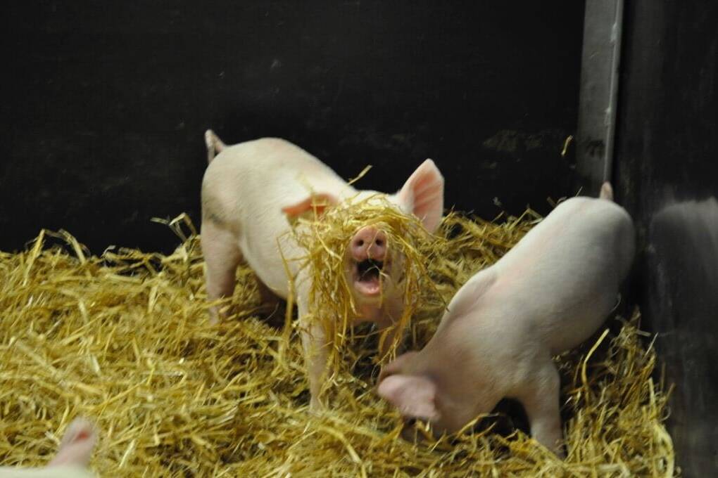 Pig playing with straw