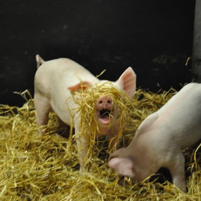 Pig playing with straw