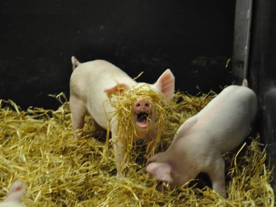 Pig playing with straw