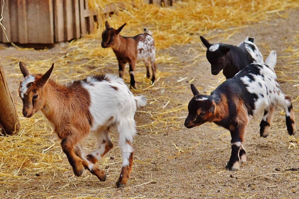 Goat kids running