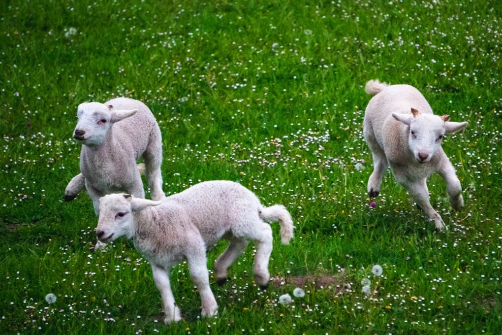 Lambs playing