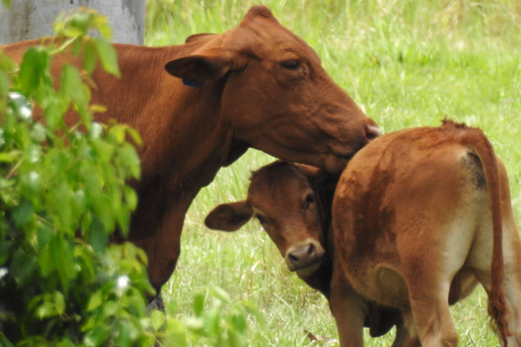 Brown cow grooming her calf