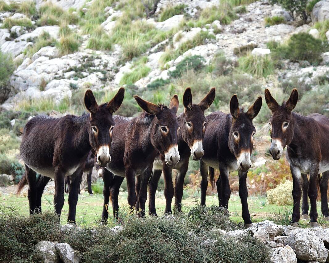 Donkeys standing