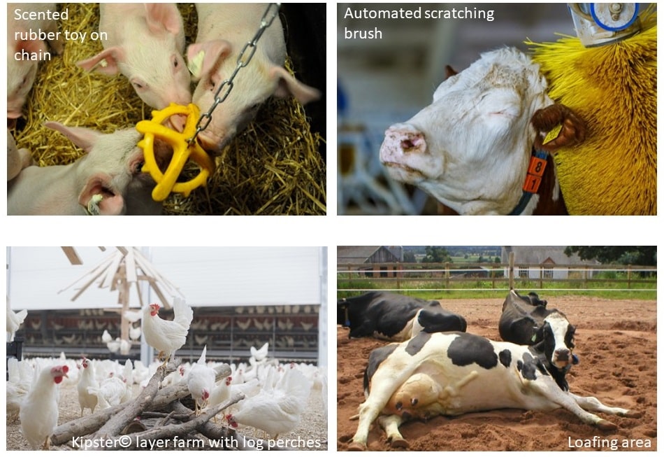 Farm animal enrichment examples