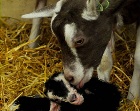 Goat grooming kid