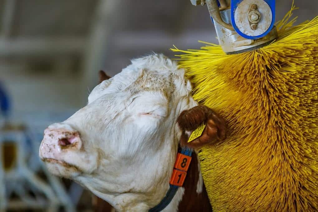 Cow using back scratcher