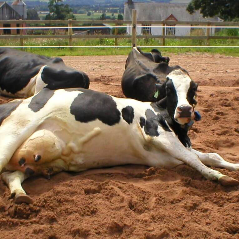 Dairy cow loafing.