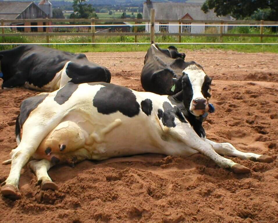 Dairy cow loafing.