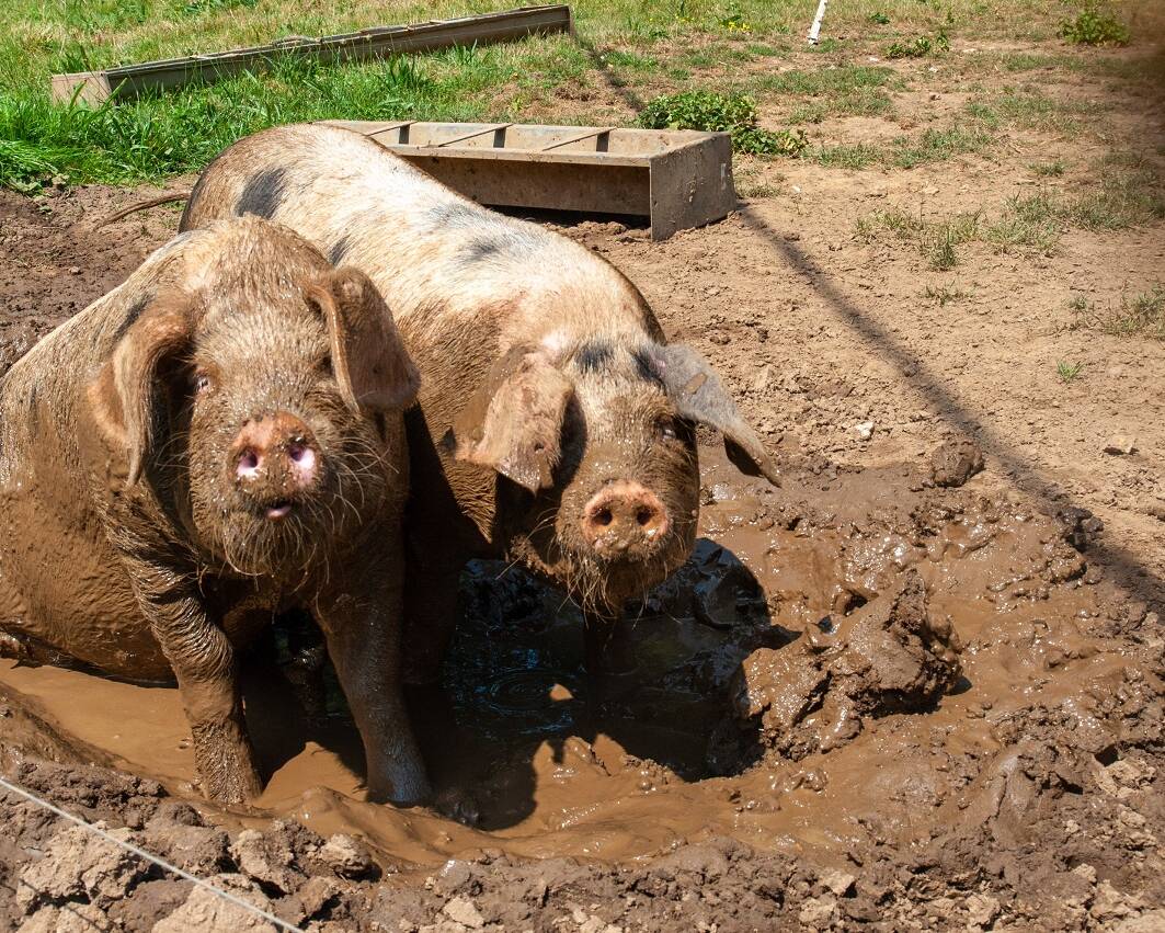 Wallowing pigs