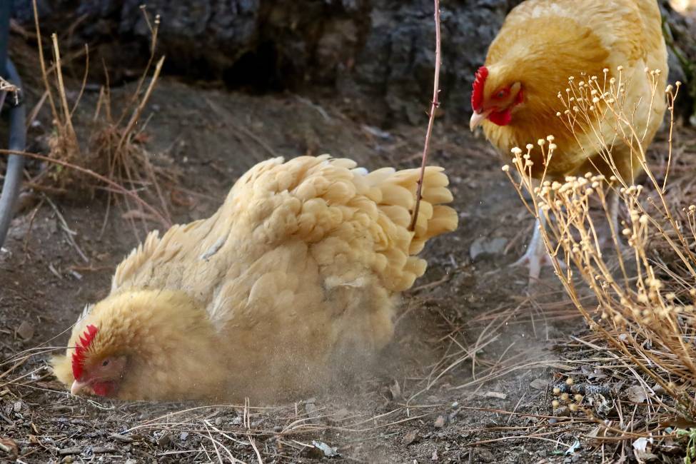 Chicken dustbathing
