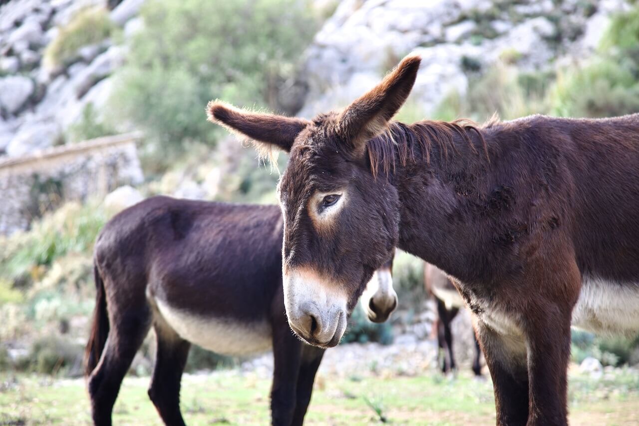 Two brown donkeys standing
