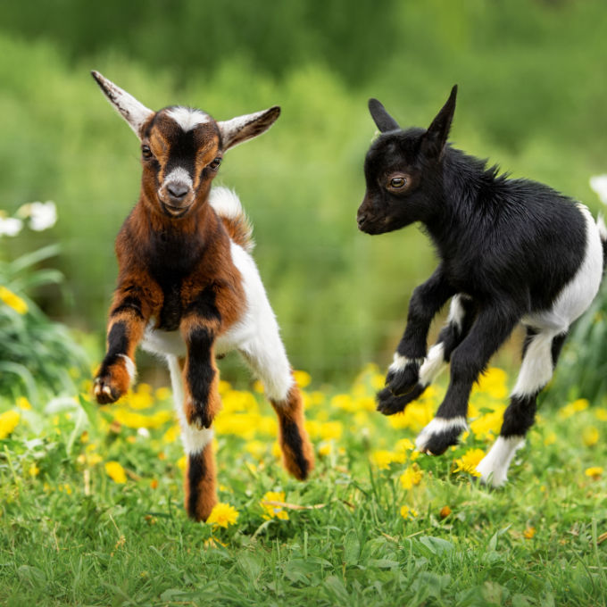 Two goat kids playing in meadow