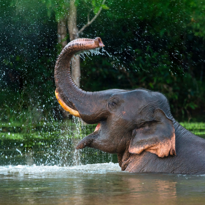 Male Asian elephant enjoying water