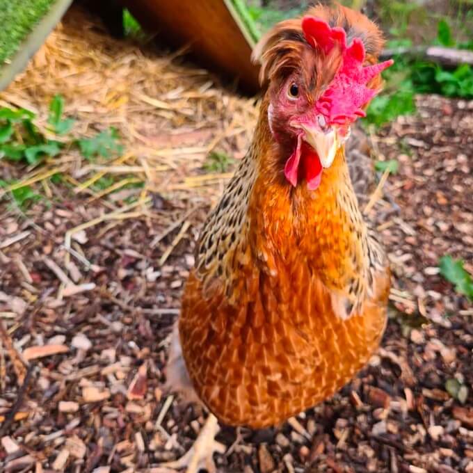 Curious chicken