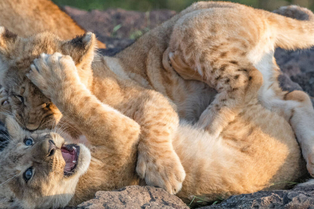 Two lion cubs paly fighting