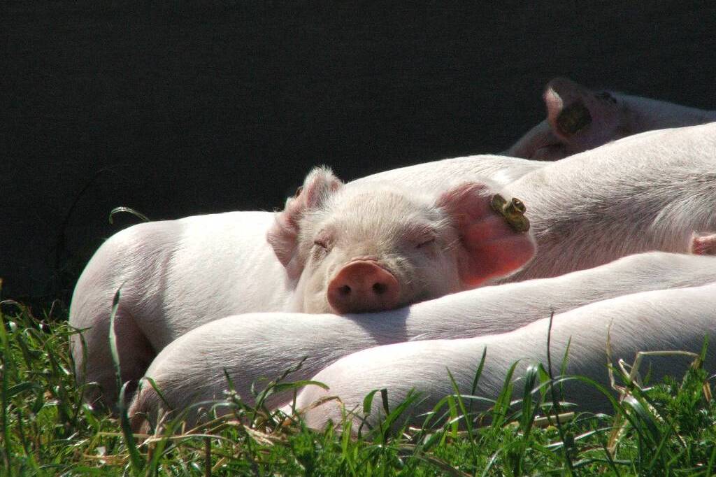 Piglet sleeping outdoor