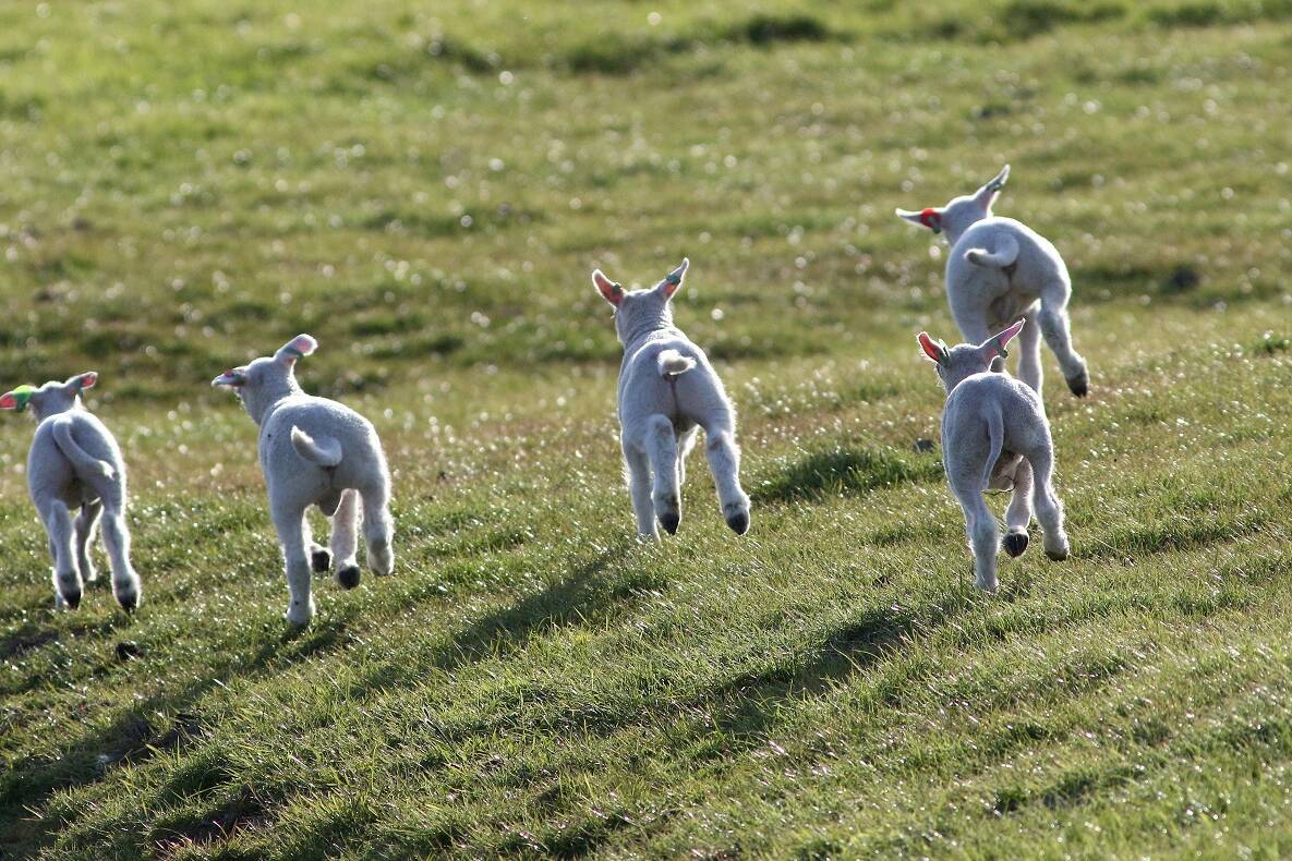 Lambs running up hill