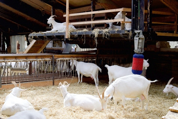 Dairy goats lying on straw bed